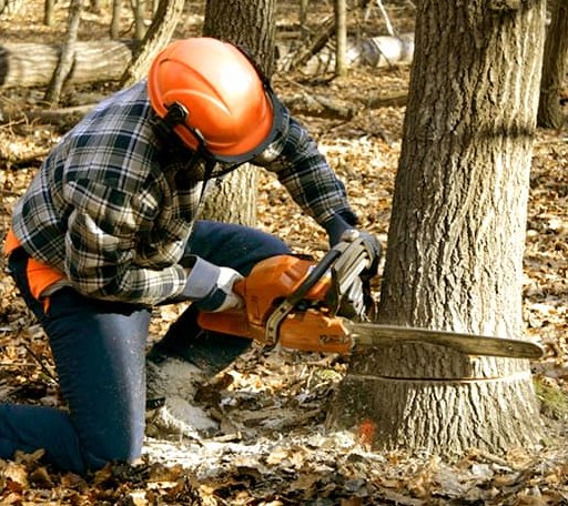 Tree Removal in Rocky, OK